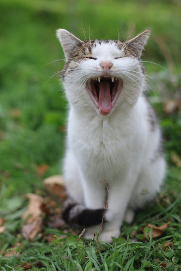 Les collierettes pour chat : le guide complet pour les choisir